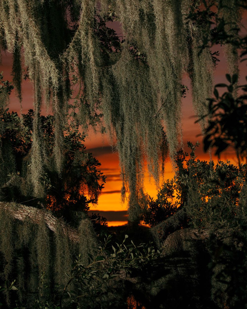 Hush of Dusk